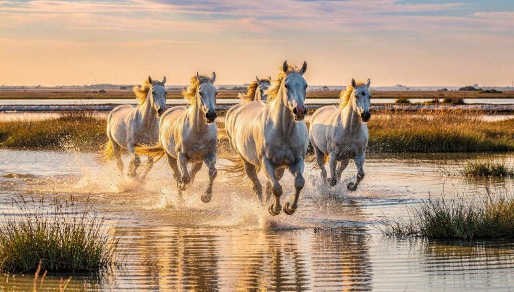 Évasion équestre en Camargue : itinéraires et paysages à ne pas manquer