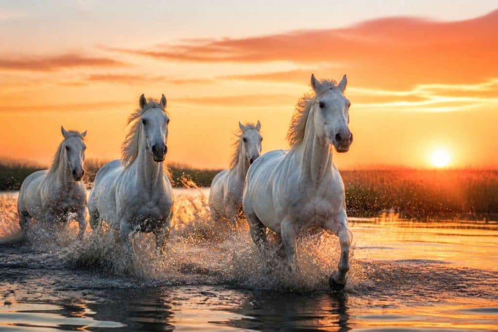 Évasion équestre en Camargue : itinéraires et paysages à ne pas manquer